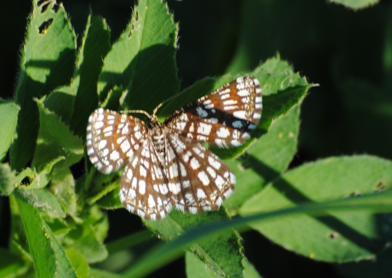 ID - da confermare -Chiasmia clathrata ?